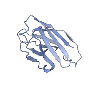 15073_8a1e_B_v1-2
Rabies virus glycoprotein in complex with Fab fragments of 17C7 and 1112-1 neutralizing antibodies