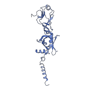 15100_8a22_At_v1-1
Structure of the mitochondrial ribosome from Polytomella magna