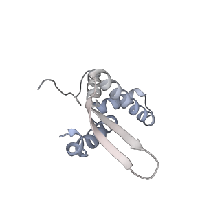 15100_8a22_Bg_v1-1
Structure of the mitochondrial ribosome from Polytomella magna