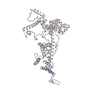 15100_8a22_Bx_v1-1
Structure of the mitochondrial ribosome from Polytomella magna