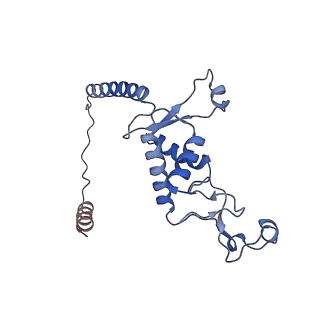 15100_8a22_Xf_v1-1
Structure of the mitochondrial ribosome from Polytomella magna
