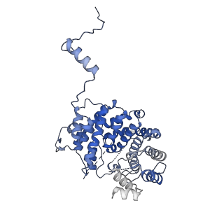 15100_8a22_Xg_v1-1
Structure of the mitochondrial ribosome from Polytomella magna