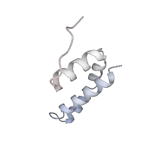 15100_8a22_Yg_v1-1
Structure of the mitochondrial ribosome from Polytomella magna