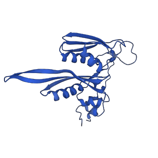 3019_5a2q_C_v2-1
Structure of the HCV IRES bound to the human ribosome