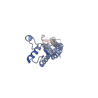 15110_8a3b_E_v1-0
Cryo-EM structure of mouse Pannexin 1 purified in Salipro nanoparticles