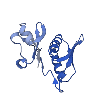 15116_8a3l_H_v1-0
Structural insights into the binding of bS1 to the ribosome