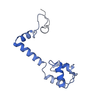 15116_8a3l_M_v1-0
Structural insights into the binding of bS1 to the ribosome
