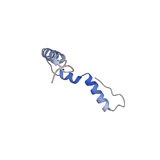 15116_8a3l_U_v2-0
Structural insights into the binding of bS1 to the ribosome
