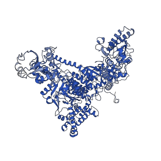 15129_8a40_A_v1-0
Structure of mammalian Pol II-TFIIS elongation complex