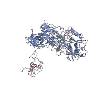 15135_8a43_B_v1-1
Human RNA polymerase I