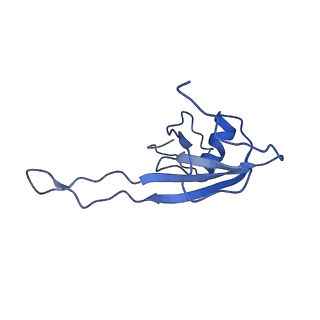 11644_7a5i_U3_v1-0
Structure of the human mitoribosome with A- P-and E-site mt-tRNAs