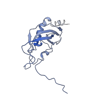 11644_7a5i_d3_v1-0
Structure of the human mitoribosome with A- P-and E-site mt-tRNAs