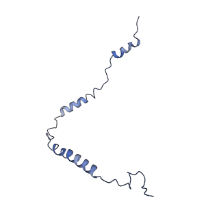 11644_7a5i_o3_v1-0
Structure of the human mitoribosome with A- P-and E-site mt-tRNAs