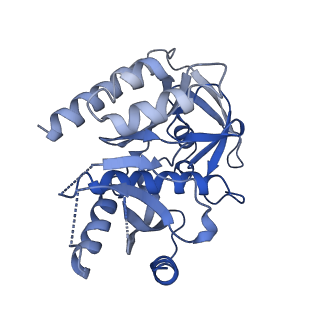 11646_7a5k_73_v2-0
Structure of the human mitoribosome in the post translocation state bound to mtEF-G1