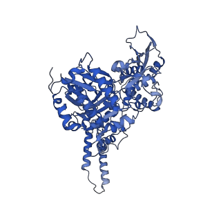 15179_8a5o_U_v1-1
Structure of Arp4-Ies4-N-actin-Arp8-Ino80HSA subcomplex (A-module) of S. cerevisiae INO80