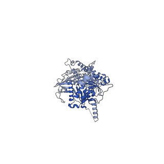 15180_8a5p_U_v1-1
Structure of Arp4-Ies4-N-actin-Arp8-Ino80HSA subcomplex (A-module) of Chaetomium thermophilum INO80 on curved DNA