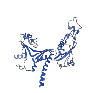 11673_7a6h_C_v1-2
Cryo-EM structure of human apo RNA Polymerase III