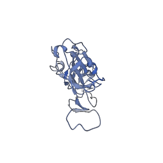 11681_7a91_A_v1-2
Dissociated S1 domain of SARS-CoV-2 Spike bound to ACE2 (Non-Uniform Refinement)