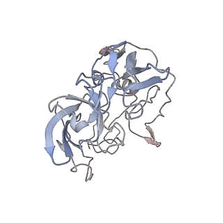 6397_5aa0_AD_v1-7
Complex of Thermous thermophilus ribosome (A-and P-site tRNA) bound to BipA-GDPCP