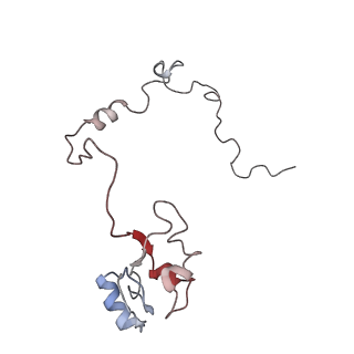 6397_5aa0_AM_v1-7
Complex of Thermous thermophilus ribosome (A-and P-site tRNA) bound to BipA-GDPCP