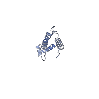 6397_5aa0_AR_v1-7
Complex of Thermous thermophilus ribosome (A-and P-site tRNA) bound to BipA-GDPCP