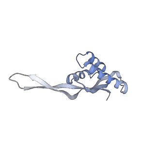 6397_5aa0_AT_v1-7
Complex of Thermous thermophilus ribosome (A-and P-site tRNA) bound to BipA-GDPCP