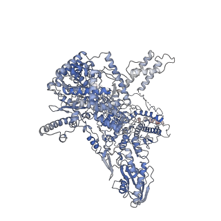 11694_7abf_A_v1-1
Human pre-Bact-1 spliceosome core structure