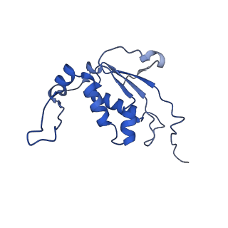 11710_7abz_J_v1-1
Structure of pre-accomodated trans-translation complex on E. coli stalled ribosome.