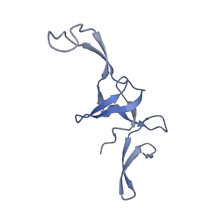 11710_7abz_U_v1-1
Structure of pre-accomodated trans-translation complex on E. coli stalled ribosome.