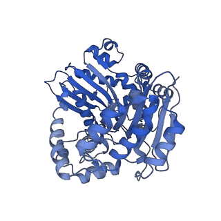 15323_8abj_A_v1-1
Complex III2 from Yarrowia lipolytica, antimycin A bound, c-position