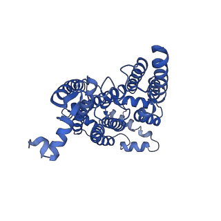 15323_8abj_N_v1-1
Complex III2 from Yarrowia lipolytica, antimycin A bound, c-position
