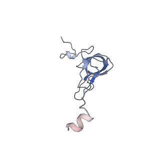 11717_7acj_q_v1-1
Structure of translocated trans-translation complex on E. coli stalled ribosome.
