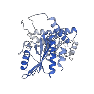 9590_6acf_C_v1-1
structure of leucine dehydrogenase from Geobacillus stearothermophilus by cryo-EM