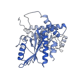 9590_6acf_C_v1-2
structure of leucine dehydrogenase from Geobacillus stearothermophilus by cryo-EM