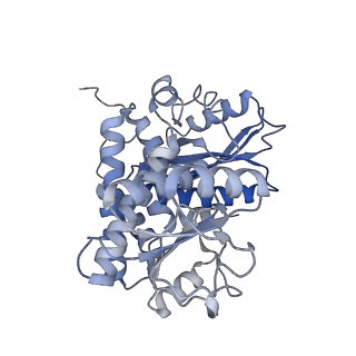 9590_6acf_D_v1-1
structure of leucine dehydrogenase from Geobacillus stearothermophilus by cryo-EM