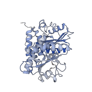 9590_6acf_D_v1-2
structure of leucine dehydrogenase from Geobacillus stearothermophilus by cryo-EM