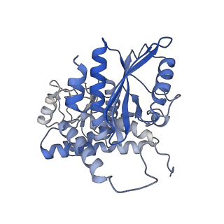 9590_6acf_G_v1-1
structure of leucine dehydrogenase from Geobacillus stearothermophilus by cryo-EM