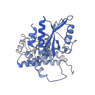 9590_6acf_G_v1-2
structure of leucine dehydrogenase from Geobacillus stearothermophilus by cryo-EM