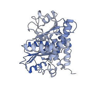 9590_6acf_H_v1-1
structure of leucine dehydrogenase from Geobacillus stearothermophilus by cryo-EM