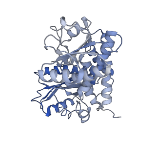 9590_6acf_H_v1-2
structure of leucine dehydrogenase from Geobacillus stearothermophilus by cryo-EM