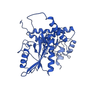 9592_6ach_C_v1-2
Structure of NAD+-bound leucine dehydrogenase from Geobacillus stearothermophilus by cryo-EM