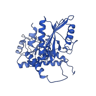 9592_6ach_G_v1-1
Structure of NAD+-bound leucine dehydrogenase from Geobacillus stearothermophilus by cryo-EM