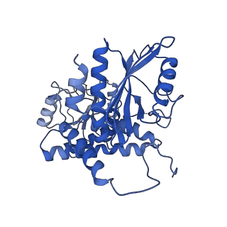 9592_6ach_G_v1-2
Structure of NAD+-bound leucine dehydrogenase from Geobacillus stearothermophilus by cryo-EM