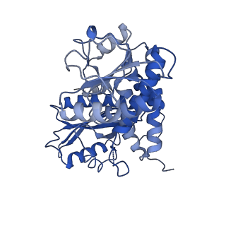 9592_6ach_H_v1-2
Structure of NAD+-bound leucine dehydrogenase from Geobacillus stearothermophilus by cryo-EM