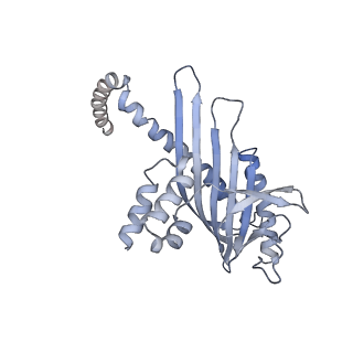 2856_5adx_L_v1-2
CryoEM structure of dynactin complex at 4.0 angstrom resolution