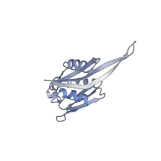 11769_7afl_E_v1-1
Bacterial 30S ribosomal subunit assembly complex state D (multibody refinement for body domain of 30S ribosome)