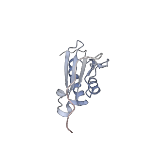 11772_7afo_K_v1-1
Bacterial 30S ribosomal subunit assembly complex state B (body domain)
