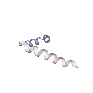 11772_7afo_U_v1-1
Bacterial 30S ribosomal subunit assembly complex state B (body domain)