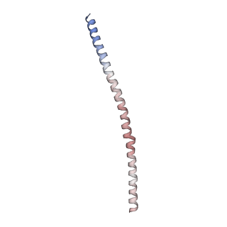 15398_8afh_O_v1-0
Cryo-EM structure of crescentin filaments (stutter mutant, C2, symmetry and small box)
