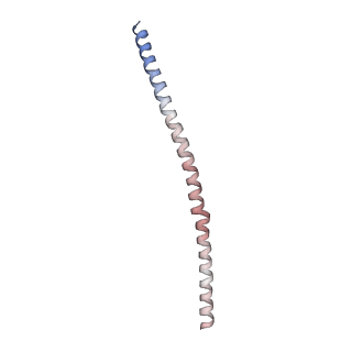 15398_8afh_O_v1-1
Cryo-EM structure of crescentin filaments (stutter mutant, C2, symmetry and small box)